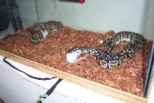 Two Ball Pythons eating
