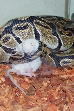 ball python