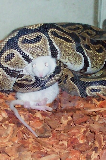 ball python
