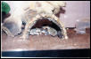 Geckos Sleeping