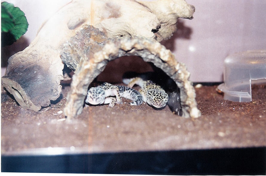 Geckos Sleeping
