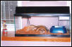 My Gold tegu