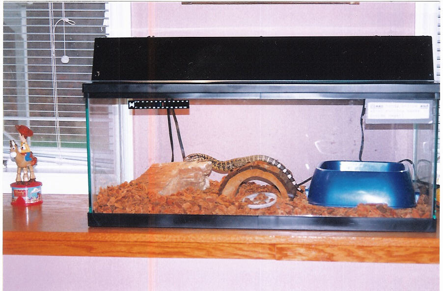 My Gold tegu