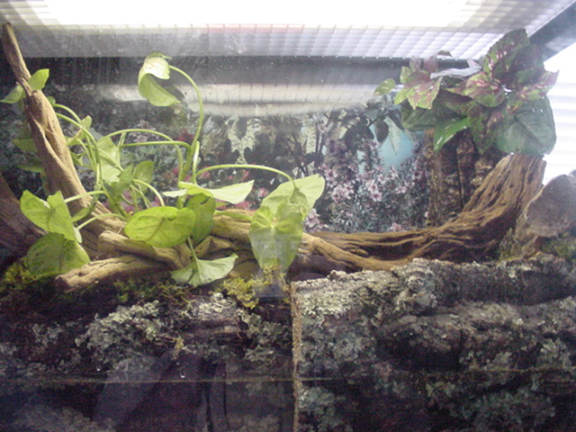 55 gallon paludarium
