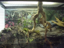 55 gallon paludarium