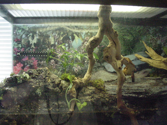 55 gallon paludarium