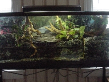 55 gallon paludarium