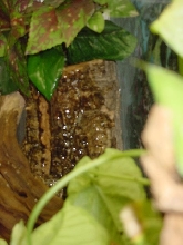 55 gallon paludarium