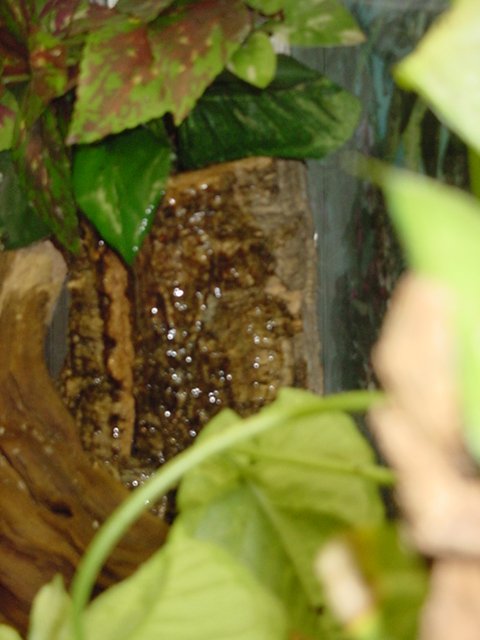 55 gallon paludarium