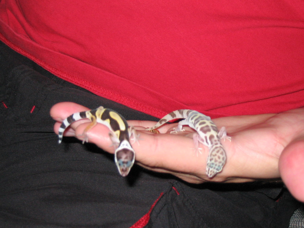 My youg Leo and mature Desert Banded