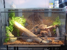 Anoles tank