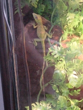 my knight anole