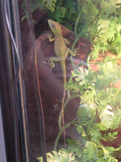 my knight anole
