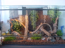Anoles tank