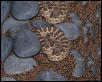 Praire Rattler