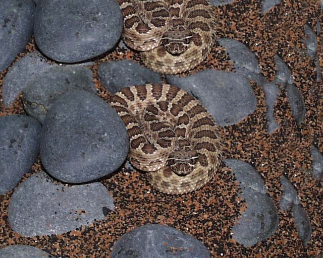 Praire Rattler