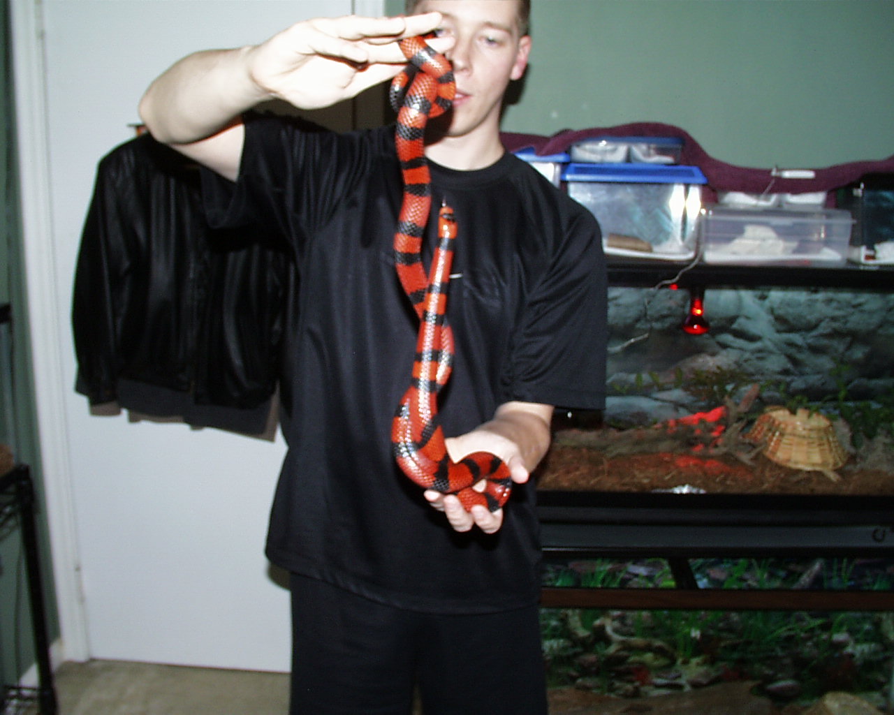 Male Tangerine Milk Snake