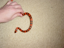 02 Tangerine Honduran