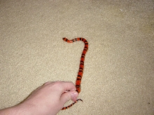 Snake