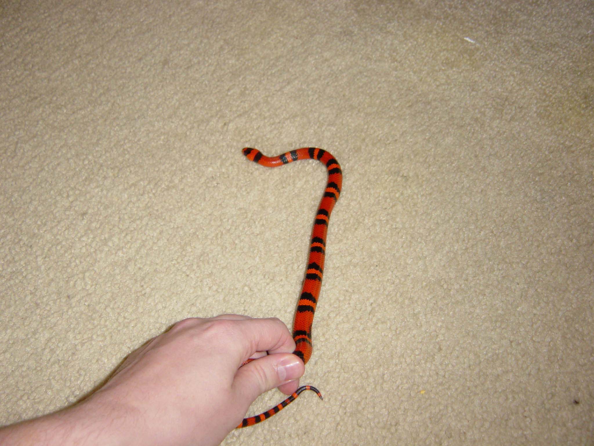 Snake