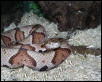 Copperhead