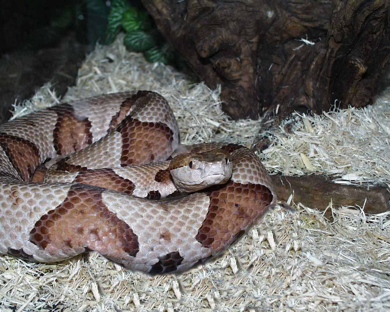Copperhead