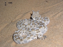 Israel - Cerastes cerastes