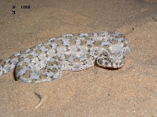 Israel - Cerastes cerastes2