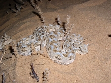 Israel - Cerastes cerastes3
