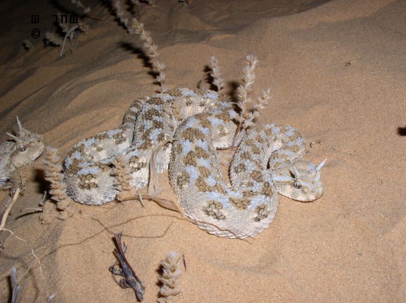 Israel - Cerastes cerastes3