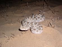 Israel - Cerastes cerastes4