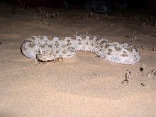 Israel - Cerastes cerastes5