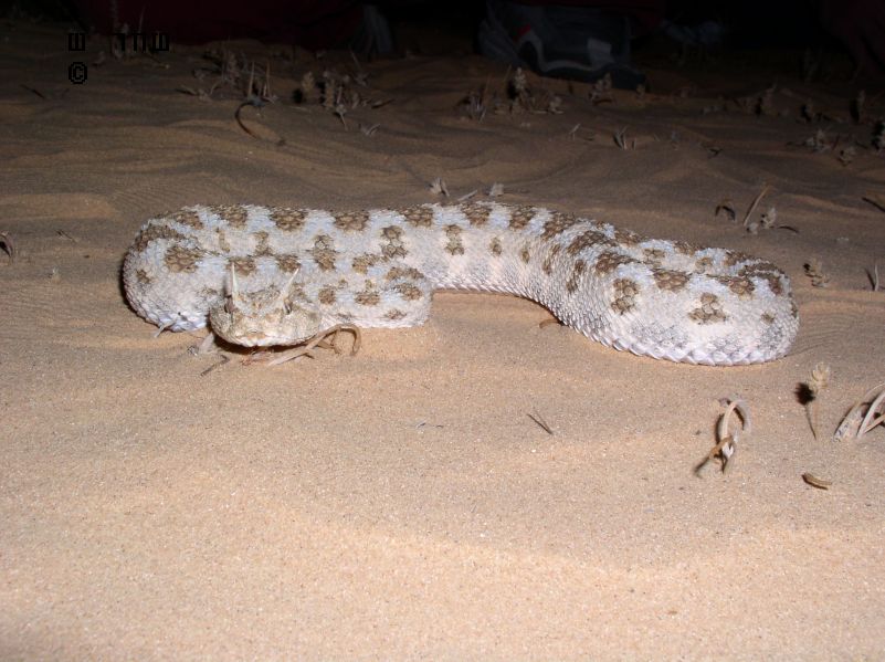 Israel - Cerastes cerastes5