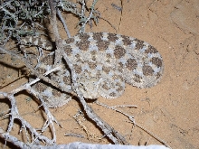 Israel - Cerastes cerastes7