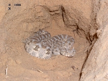 Israel - Cerastes cerastes8