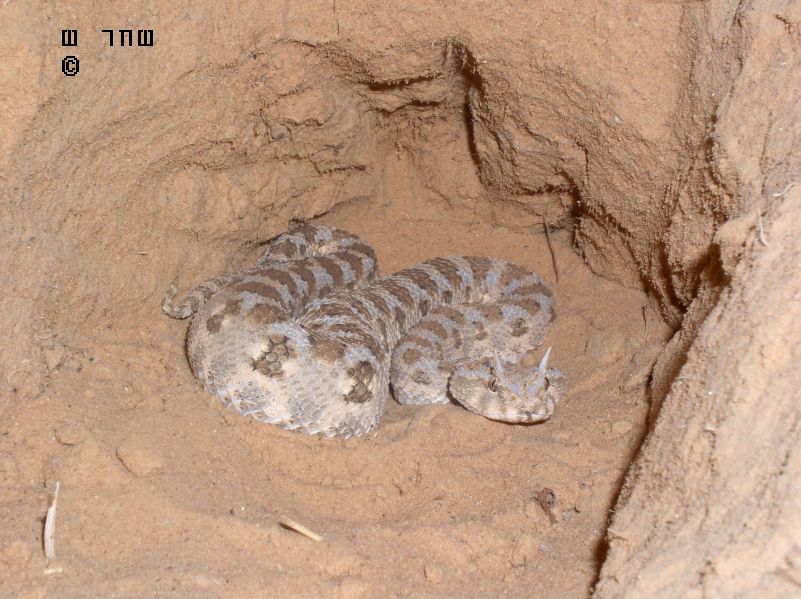 Israel - Cerastes cerastes8