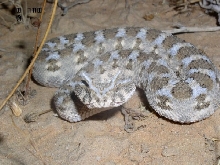 Israel - Cerastes cerastes9