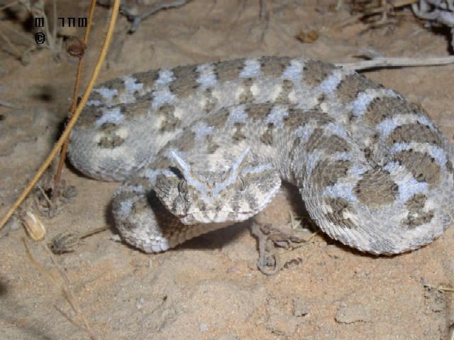 Israel - Cerastes cerastes9