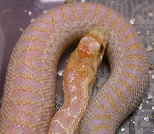 odd annectan
