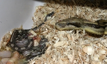 Superalbinomot2