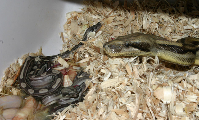 Superalbinomot2