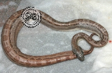 HypoMotleybesque