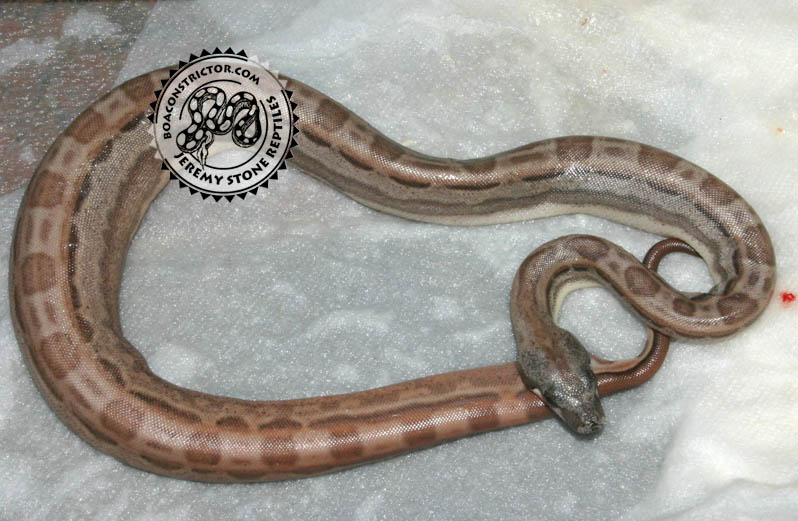 HypoMotleybesque
