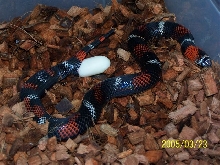 my tri color laying eggs