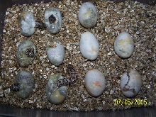 HOG NOSE EGGS HATCHING