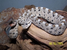 side winder {isn't she cute?}