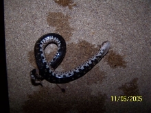 5 days old and already playing dead