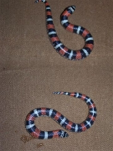 tri-color pair