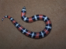 tri color baby 5 days old