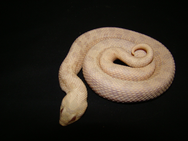 PINKGLOW " PINK PASTEL HYPO"